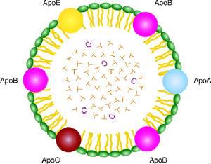 lipoprotein.jpg