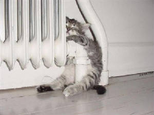 radiator-kitten.jpg