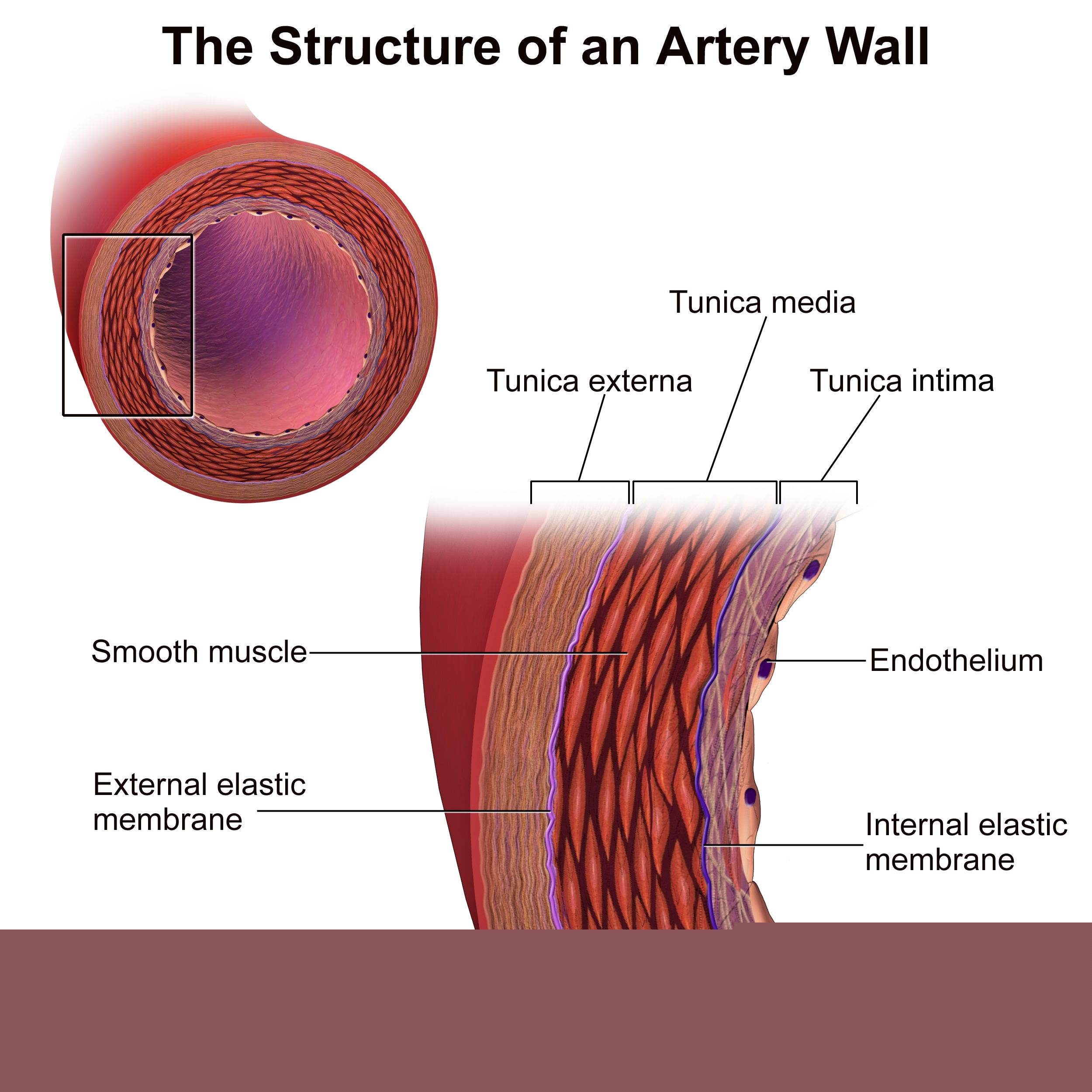 artery-tunica-layers-drawing.jpg
