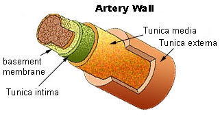 artery-wall-diagram.jpg