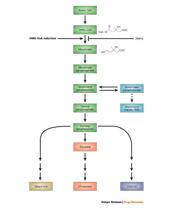 cholesterol-synthesis-flow-chart-sm.jpg