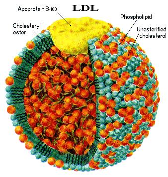 ldldiagram-2.jpg