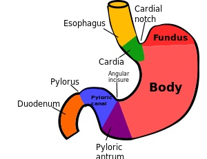 regions_of_stomach.jpg